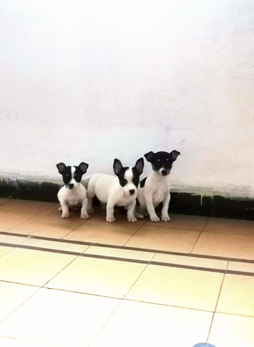 Fox Terrier Ratoneros Machos Blanco