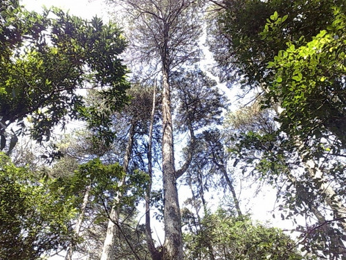 Imagem 3 de 3 de Lote Área Nobre Santo Antônio Do Pinhal - Sp - Condomínio Portal Da Mantiqueira - Lt-11105