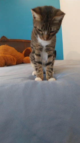 Adopción Gato: Tommy - 7meses Y Medio-leer Descrip Completa. Marrón Claro