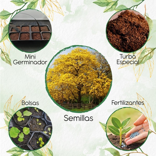 100 Semillas De Arbol Guayacan Amarillo Y Kit De Germinación