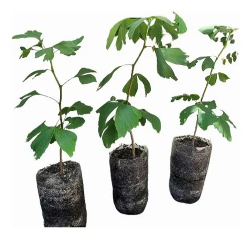 Árbol Gingko Biloba