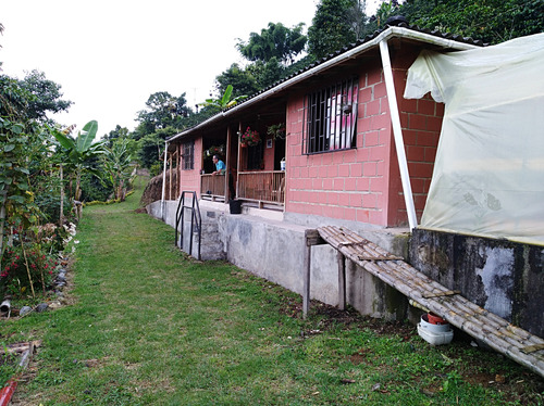 Vendo Finca Cafetera 