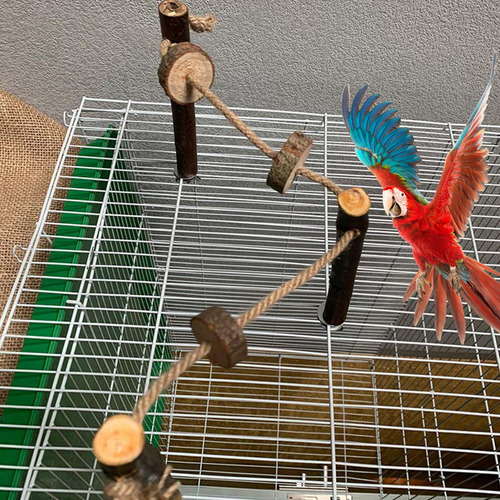 2 Pájaro Loro Se Posa Naturaleza Madera Pájaro Para