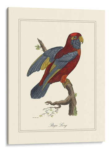 Canvas Lab Cuadro Raja Lory 30x40, George Edwards