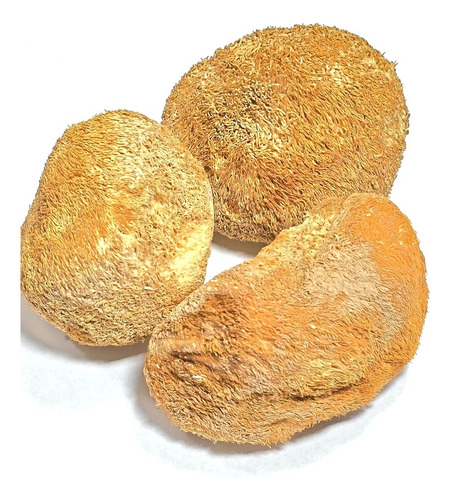 Melena De Leon Hongo X 1kg ( Nuevo Ingreso)