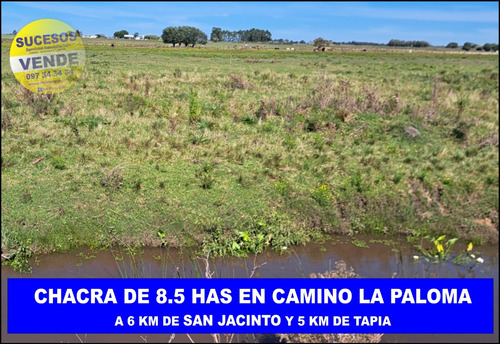 Sucesos Vende Chacra De 8.5 Has En 2 Padrones Camino La Paloma A 6 Km De San Jacinto Y 5 De Tapia