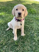 Comprar Cachorros Labrador Beige Acercate, No Podes? Te Enviamos