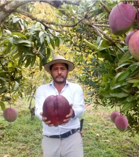 Mango Gigante Tommy (certificado)