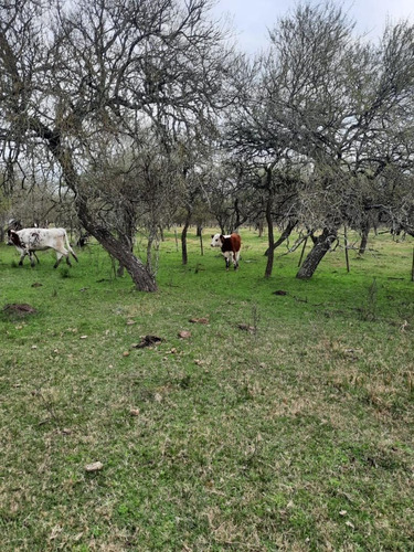 Imagen 6 de 12 de Campo En Venta, Costa Uruguay Sur 0