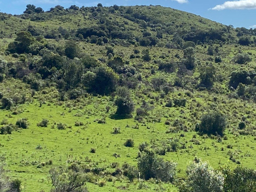 Exclusivo Campo Criador 535hás, Coneat 80. Buen Acceso.