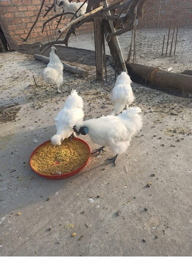 Gallos Y Gallinas Silkies