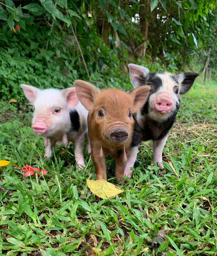 Filhotes Mini Pig Macho