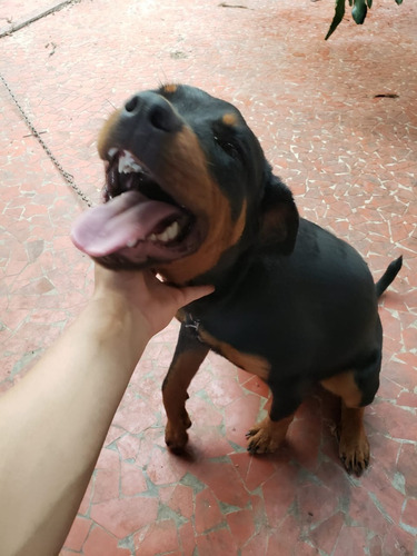 Filhote Rotweiller Femea 7 Meses !