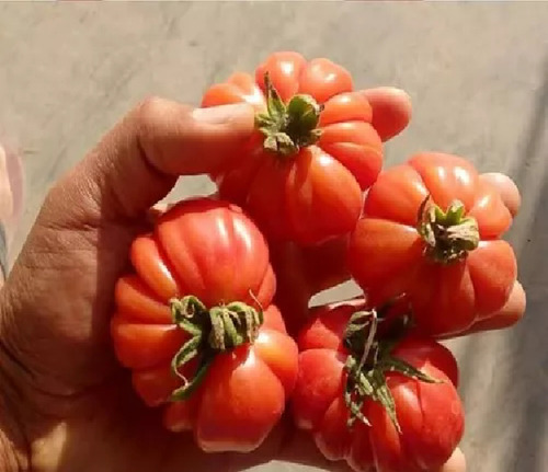 Jitomate Tomate 180 Semillas De 12 Variedades