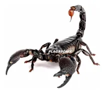 Comprar Erradicador Alacranes Etc Ultrasonido 800\u002Frf  Variacion Frec