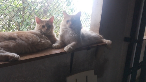 Lindo Filhote De Maine Coon Macho