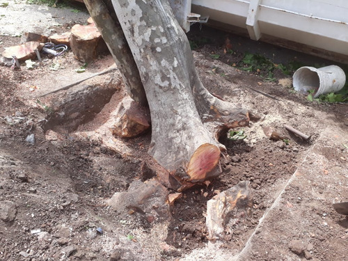 Imagen 3 de 9 de Tala, Extracción De Árboles/poda En Altura. Toda Zona Norte!