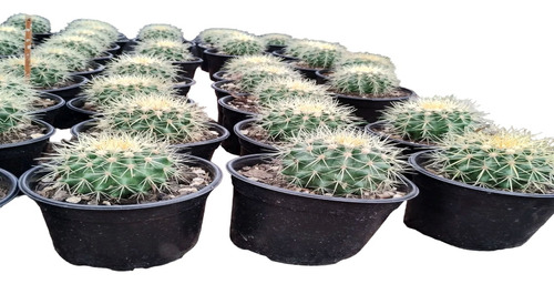 3 Echinocactus Grusonii Cactus Erizo Asiento De Suegra