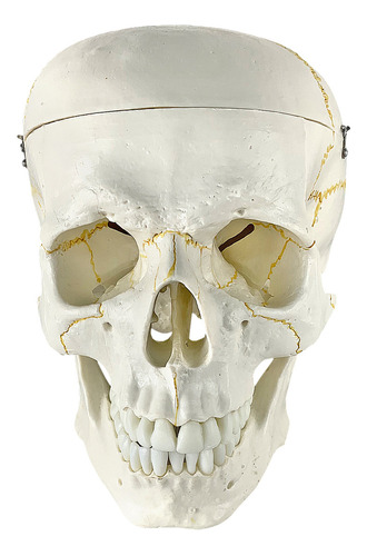Crânio Modelo Anatômico Suturas Forames Mandíbula Articulada