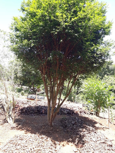 Imagem 16 de 30 de Chácara 20.000 M2, Mais De 50 Árvores Frutíferas, Rica Em Água Com Rio, 2 Poços Caipiras, Casa Sede Com 3 Dormitórios, Chiqueiro - Ch00199 - 70578727