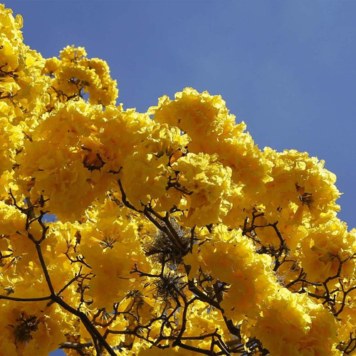 Kit Com 9 Mudas De Ipê Amarelo