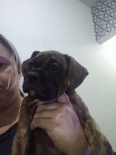 Imagem 2 de 5 de Vendo Filhotes De Boxer