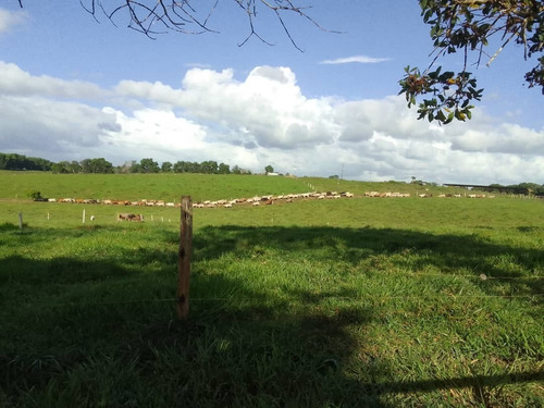 Imagen 8 de 25 de Bella Finca Operativa Ubicada En El Palmar, Estado Bolivar