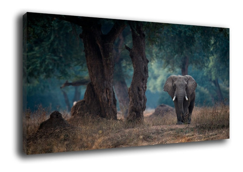 Cuadros Decorativos Elefantes Moderno, Sala, Animales Africa