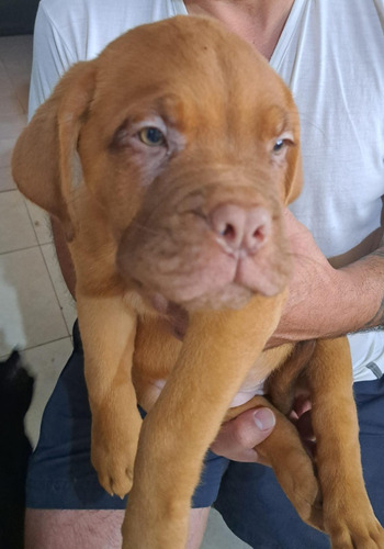 Cachorros Dogo De Burdeos
