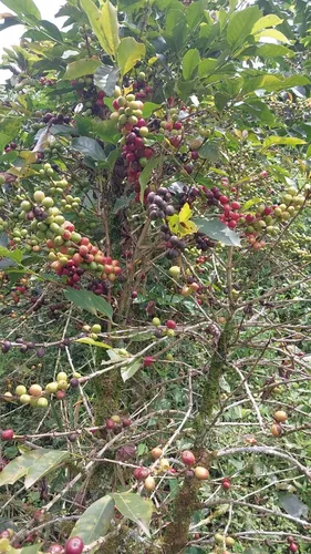 Vendo Finca Productiva En La Vereda La Capilla De Santa Rosa De Cabal 27 Cuadras O 17 Hectareas
