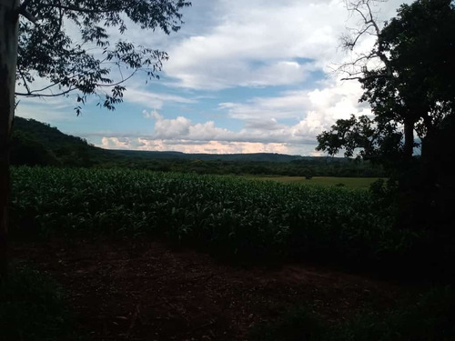 Imagem 26 de 30 de 14 Alqueires Região Angatuba Sp Com Casa Simples Bão Água Luz, Ótima Localização, 10 Km Angatuba Por Estrada Cascalhada Oportunidade... - St00037 - 68969916