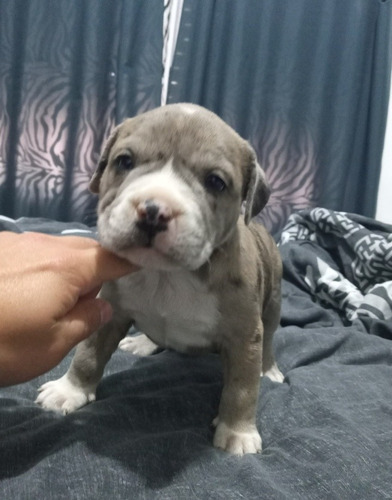 American Bully Merle Abkc