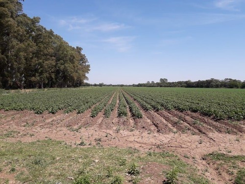 Imagen 2 de 11 de Lotes -terreno - (chacra) De 22 Hectáreas