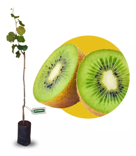 Machouyou - 2 à 6 ans Kiwi – GreenKids