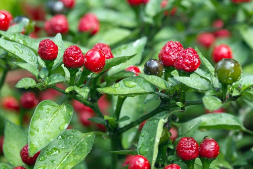 30 Semillas Chile Monte Chiltepin Organicas Germinan Nuevas