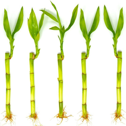 Kit Com 5 Hastes De Bambu Da Sorte (pequeno) Lucky Bamboo
