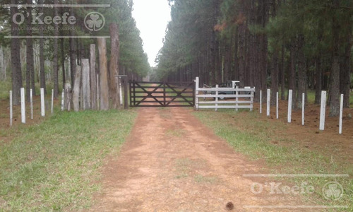Imagen 1 de 17 de Campo - General Alvear