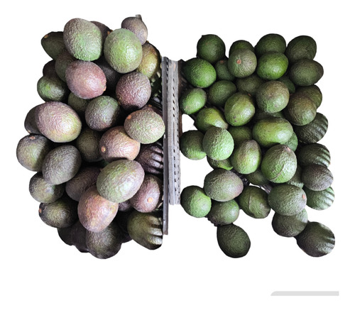 10 Kg Aguacate Hass