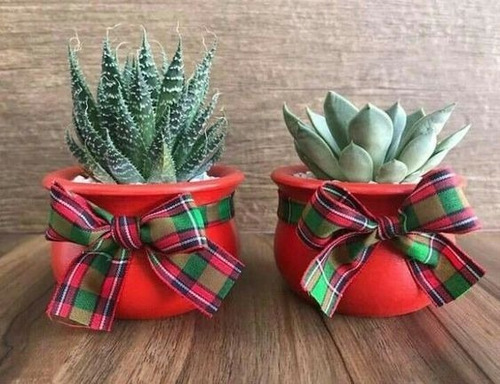 Imagen 4 de 9 de Suculentas Plantas Vivas Cactus, Recuerdos Colección Dsctos