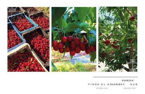 Imagen 16 de 30 de Campo - Finca Productiva De Primer Nivel, Mendoza, 80 Hectareas