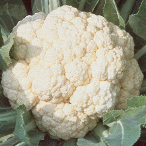 Semillas De Coliflor Híbridas Blancas Tempranas 100 Semillas