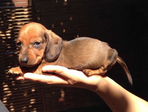 Salchichas Dachshund Muy Mini