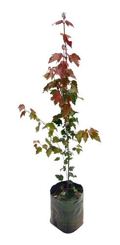 Árbol Maple Summer Red (1m)