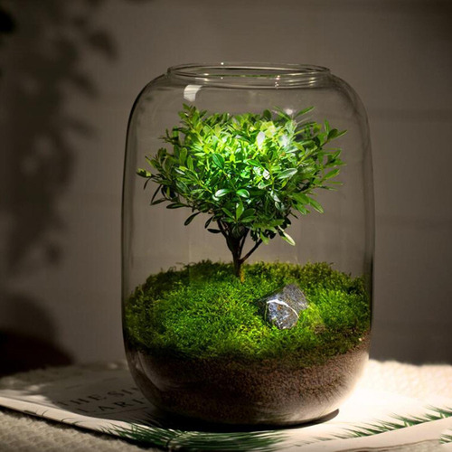 Terrario De Plantas De Vidrio Transparente Jarrón -