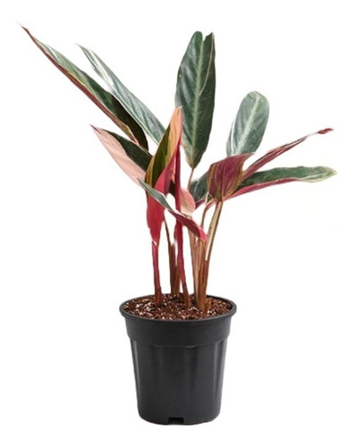 Planta De Interior Calathea Stromante Sanguinea En M Ø 10 