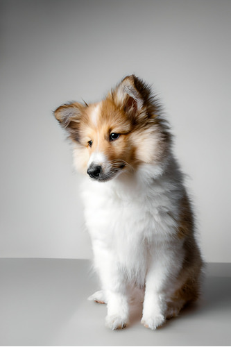 Perros Pastor Shetland Cachorros Sheltie Con Registro 