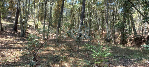 Vendo Terreno De 6,634 Metros En Fracc. Bosque Real, Huasca De Ocampo Hidalgo.