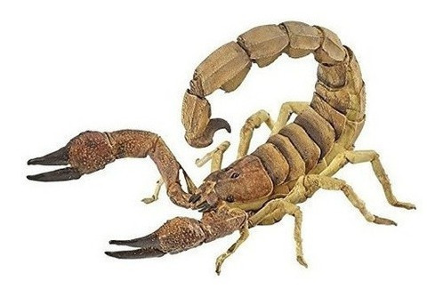 Cifra Escorpion Papo
