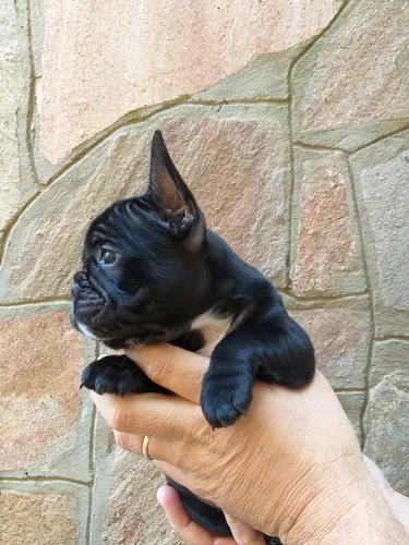 Bulldog Francés Negro (Vendido)