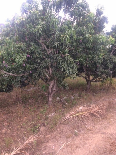 Imagem 19 de 20 de Venha Desfrutar Melhor Chácara 3000m2, Terra Vermelha, 20m Br 104 Caruaru, Aceito Carro - Ch00018